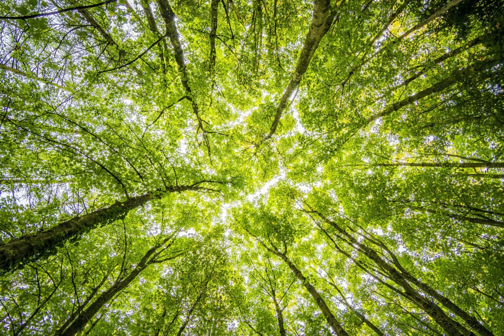 Arbres photographiés en contre-plongé vue d'en bas.