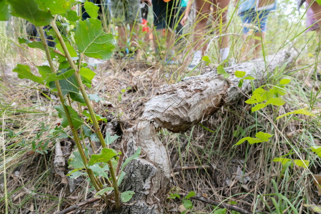 Traces et indices dans la nature