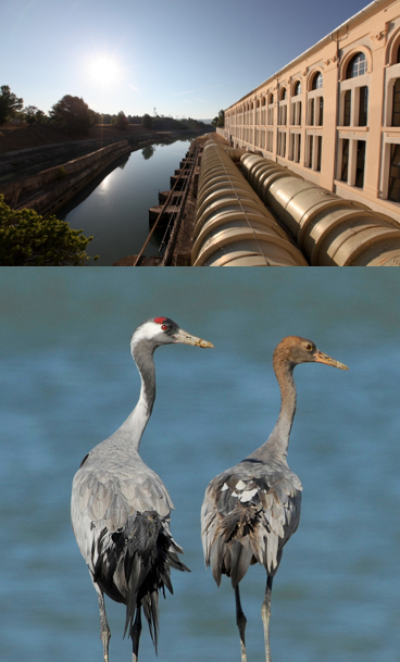 REPORTEE Sortie avifaune et centrale EDF de Sainte Tulle